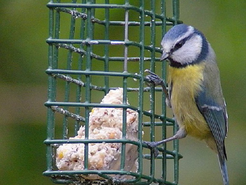 הירגזי ניזון מזה
