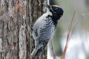 נקר מנומר גדול
