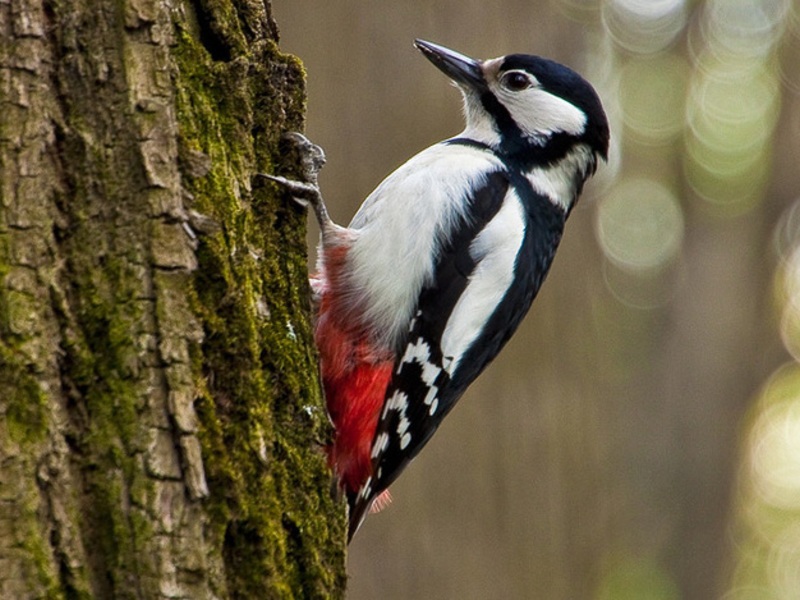הרגלי הנקר הגדול