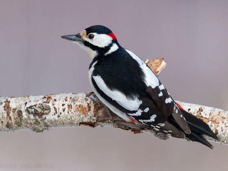 צבע נקר ערמומי