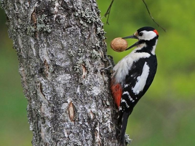 נקר מנומר גדול