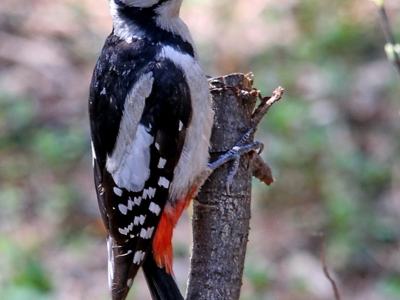 היכן חי הנקר?