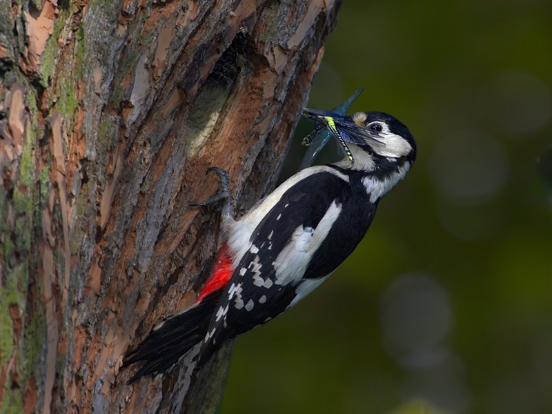 נקר גדול מנומר על עץ