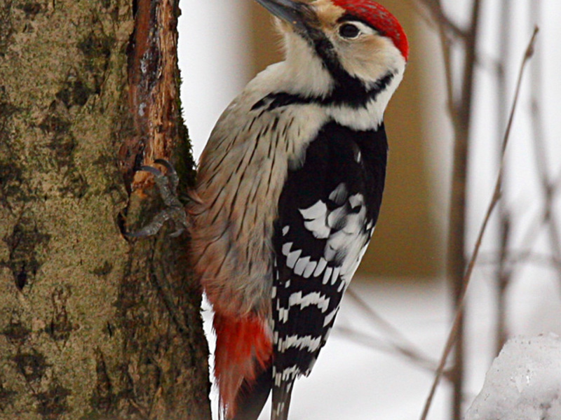 נקר מנומר גדול