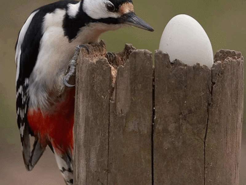 אורח חיים של נקר