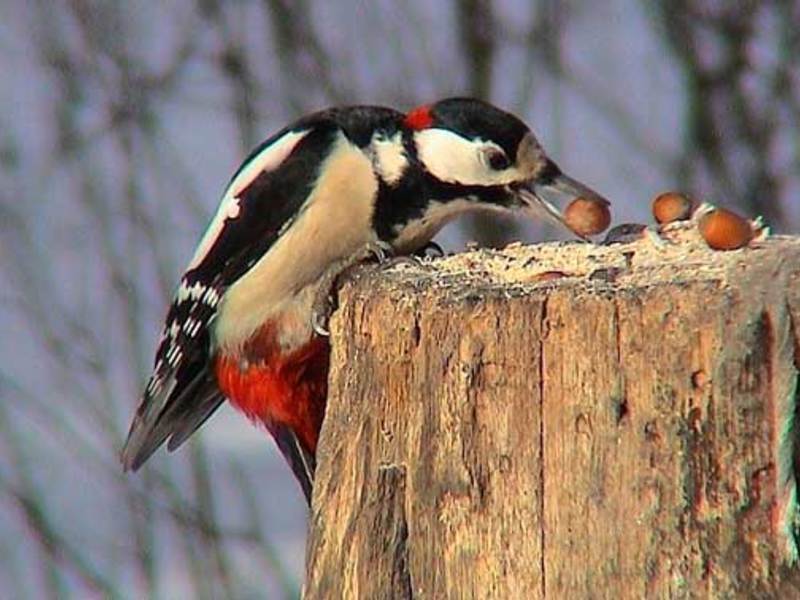 תיאור ציפור הנקר