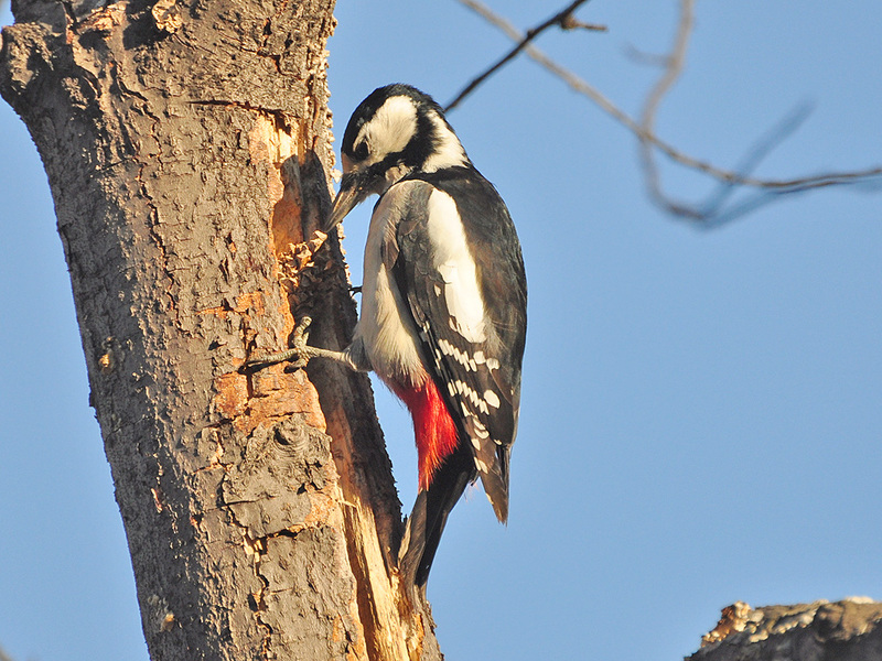 איך נראה נקר?