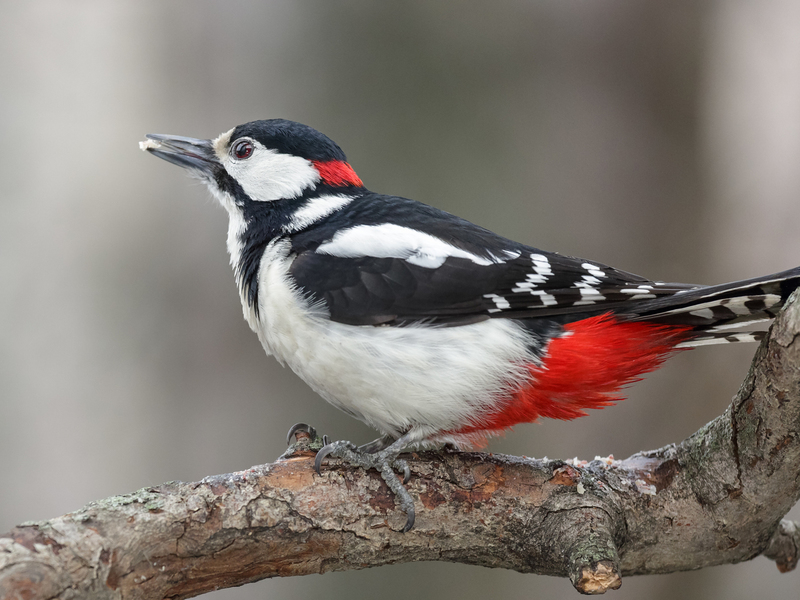 נקר מנומר גדול