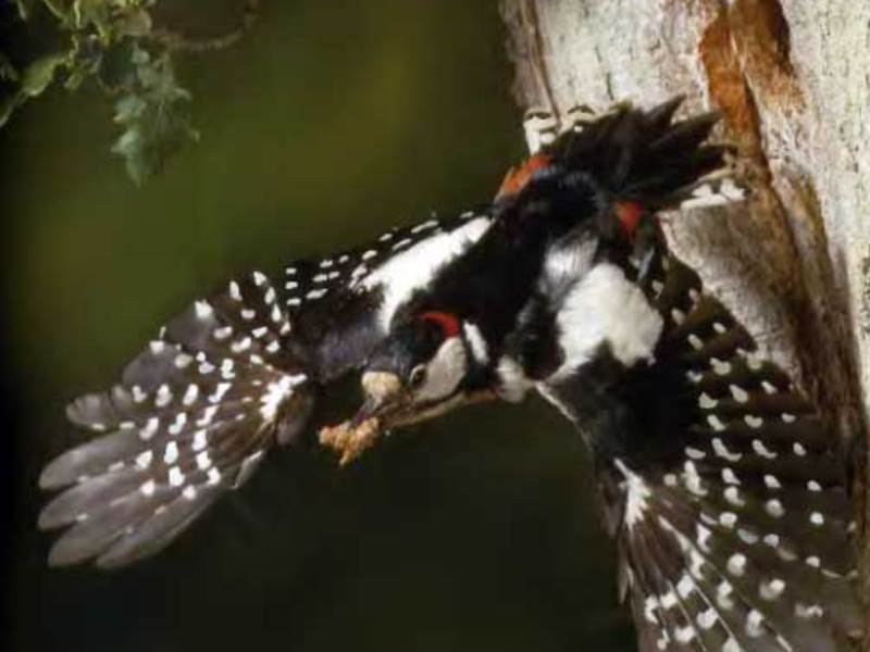 מה אוכל נקר?