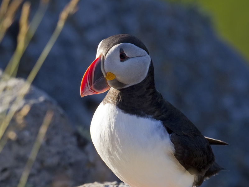 הצבעים היפים של ציפור הפאפין