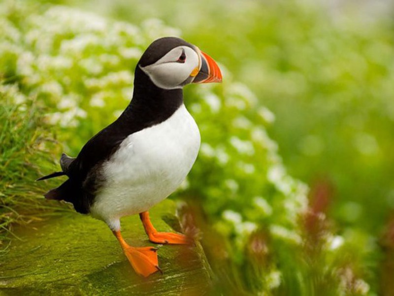 איך תוכי מתרבה