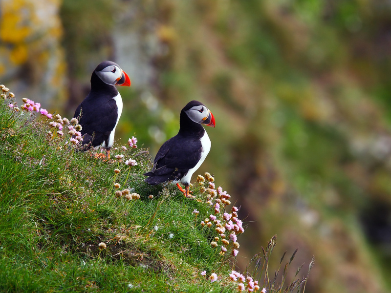 תיאור ציפור הפאפין