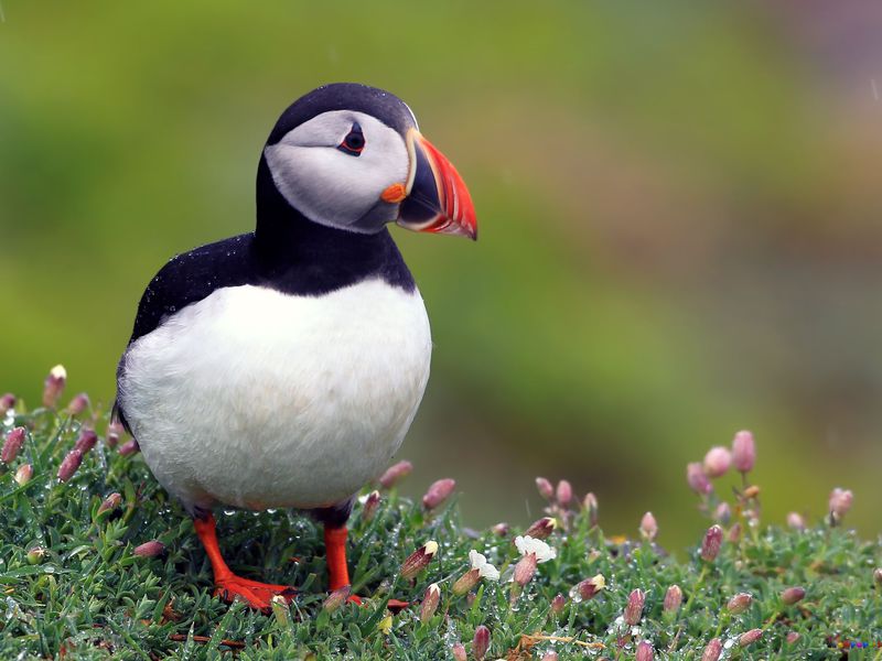 אורח חיים של פאפין אטלנטי