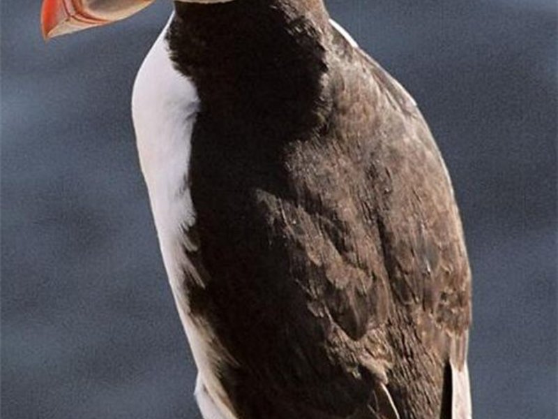 מה שמה של נקבת הפאפין?