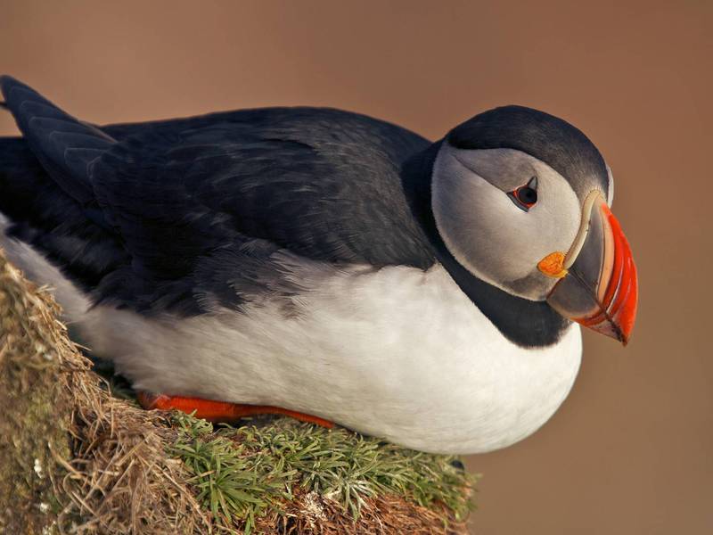 סגנון החיים של ציפור ללא מוצא