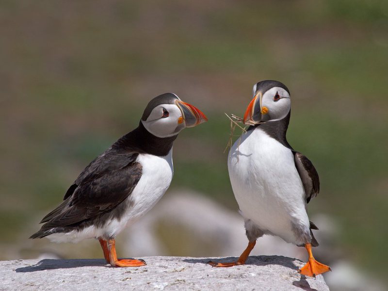 תוכי אטלנטי