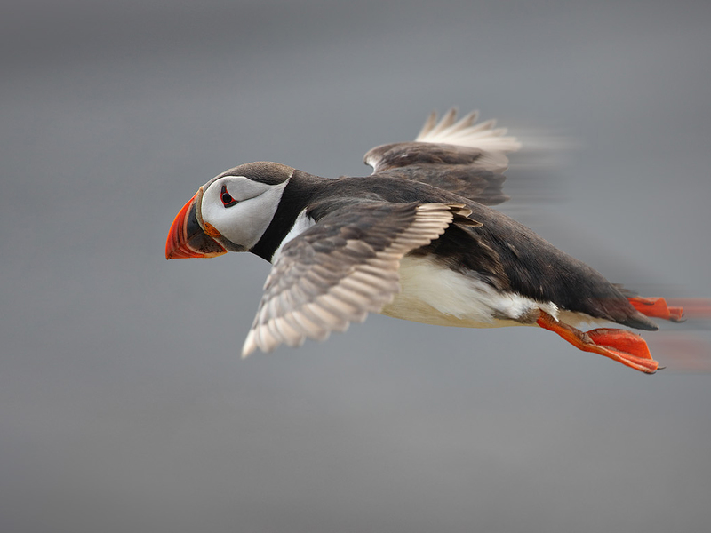 מזון לציפורים ללא מוצא