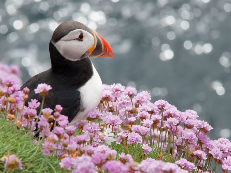 הצבעים היפים של ציפור הפאפין