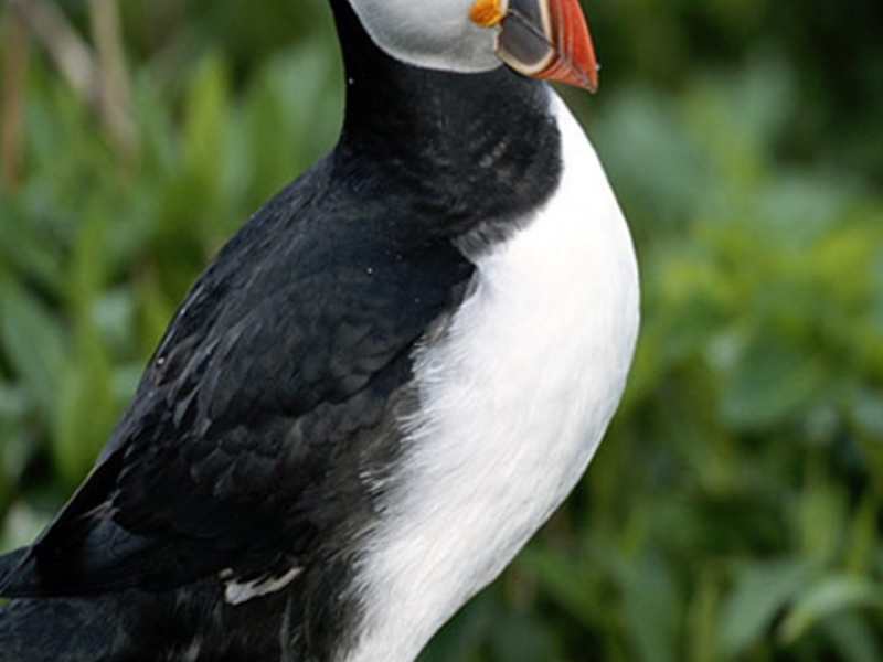 מאפיינים חיצוניים של ציפור הפאפין