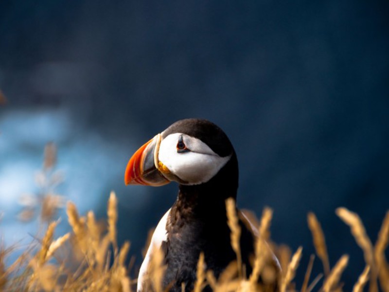 מה שמה של נקבת הפאפין?