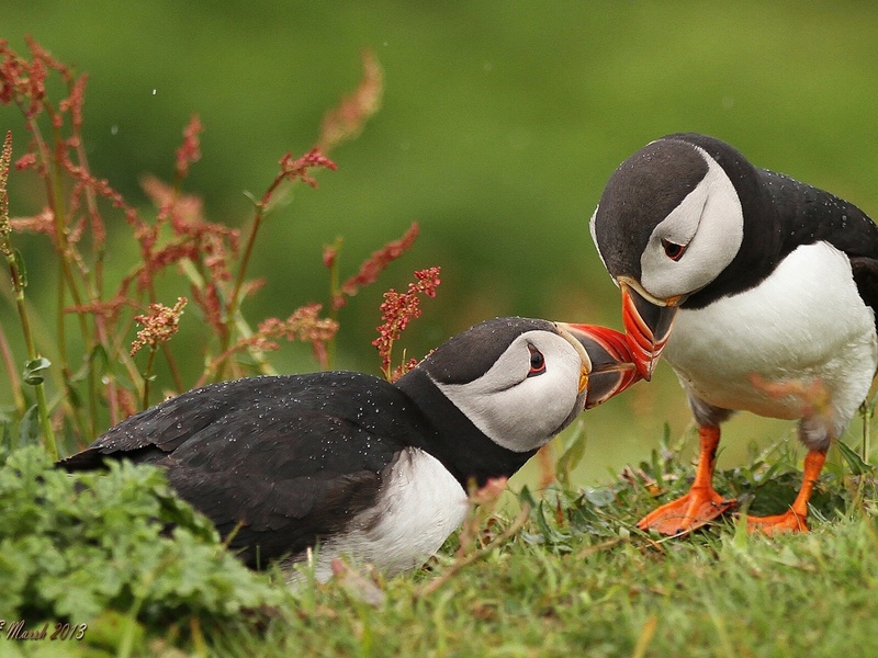 תוכי אטלנטי