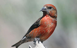 מקור צולב וצאצאים