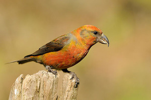 איך נראה מקור צולב? מקור צולב אדום-נוצות