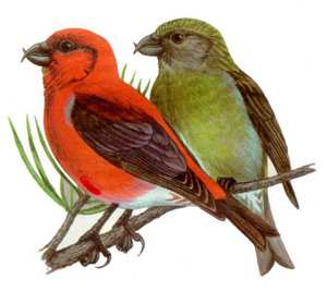 ציור של ציפור צולבת על ענף עץ אשוח