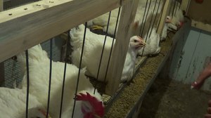 גידול עופות ברוילרים