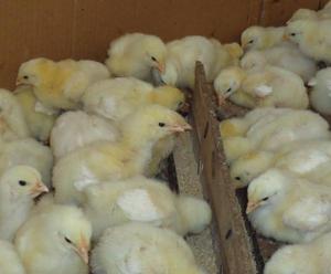 גידול תרנגולות ברוילר