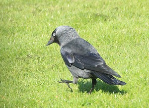 האם הקאק הוא עוף נודד או לא?