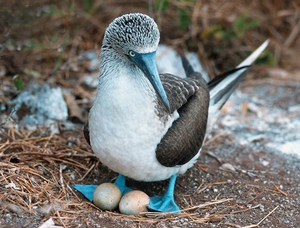 ציד והאכלה של סולות כחולות ציפור יוצאת דופן, הסולה כחולת הרגליים