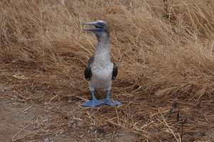 בית הגידול של הסולה הכחולה
