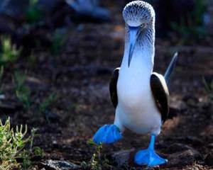 מראה הסולם הכחול סולע כחול-רגל