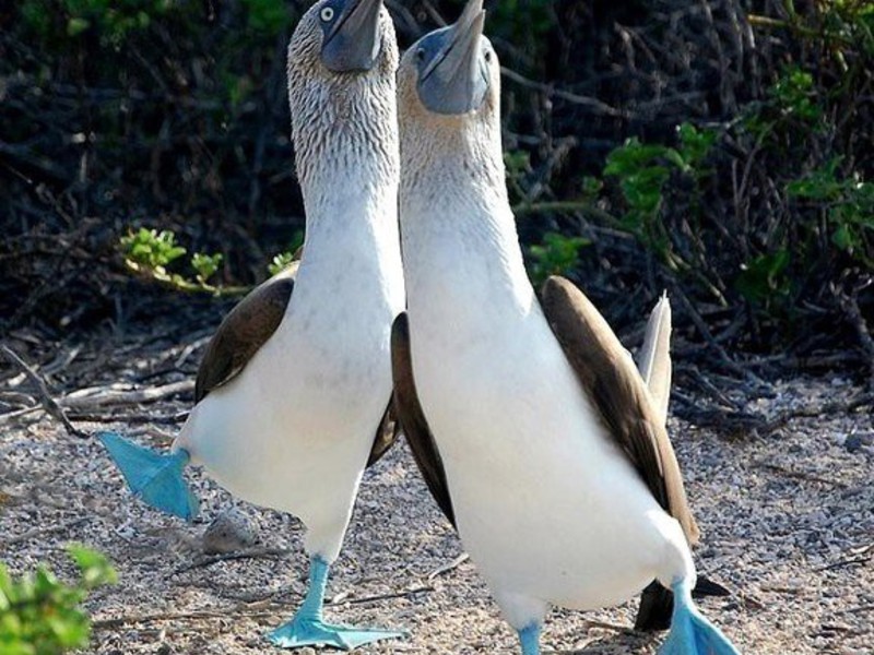ציפור יוצאת דופן, הסולה כחולת הרגליים ציפור כחולה