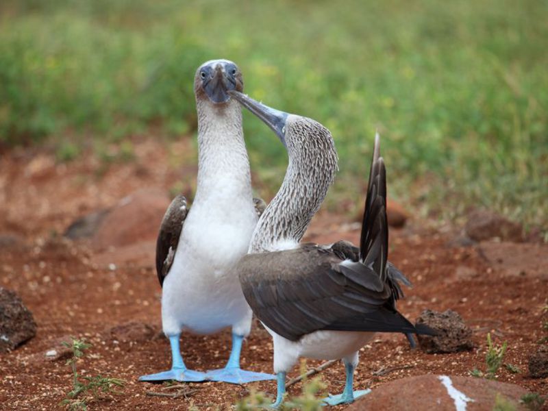 ציפור יוצאת דופן, הסולה כחולת הרגליים ציפור יוצאת דופן, הסולה כחולת הרגליים