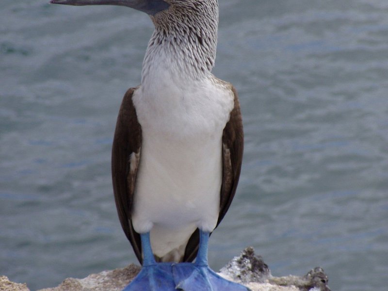 בית הגידול של הסולה הכחולה סולע כחול-רגל