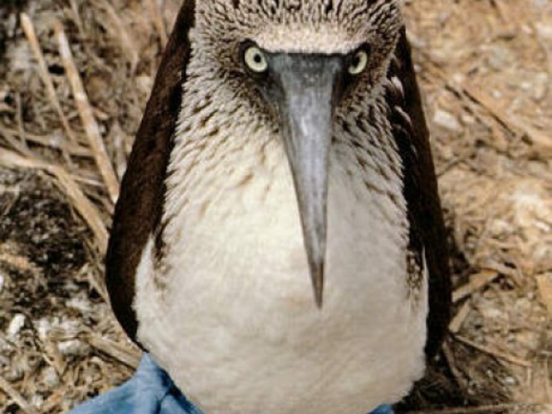 מה אוכל סאן? בית הגידול של הסולה הכחולה