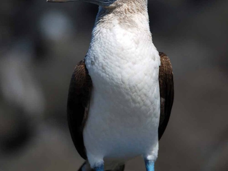 תיאור הסולם הכחול מראה הציפור