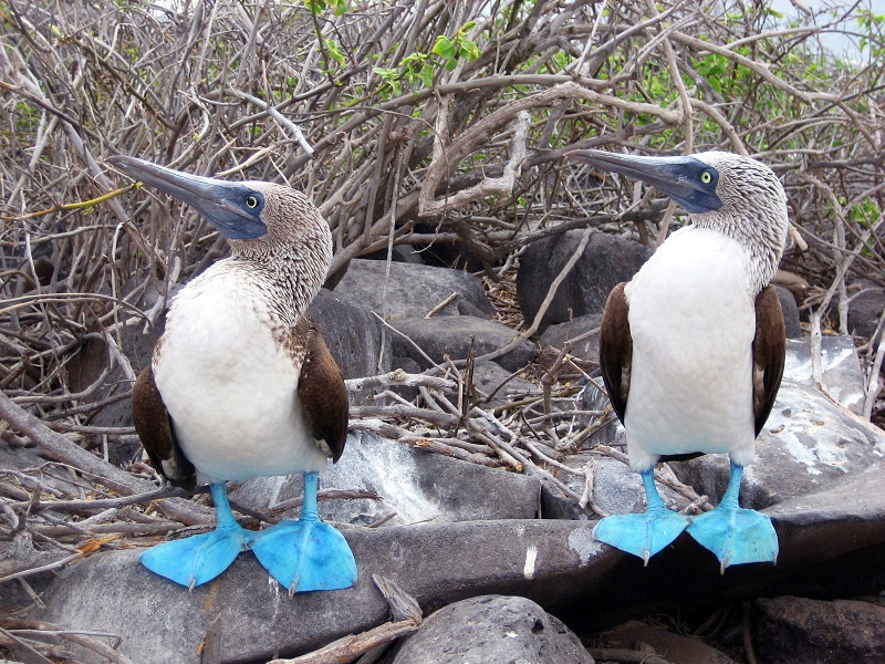 ציפור יוצאת דופן, הסולה כחולת הרגליים סולע כחול-רגל