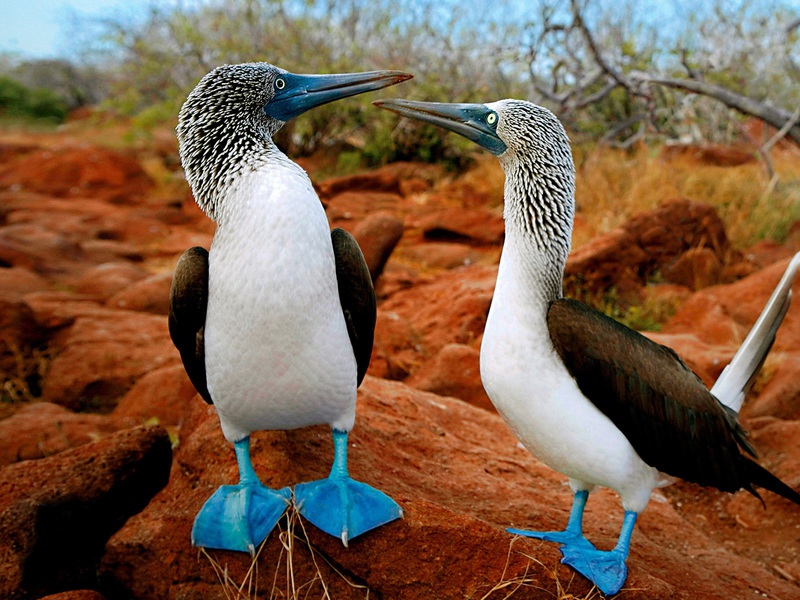 ציפור הסולה הכחולה יוצאת הדופן ציפור כחולה