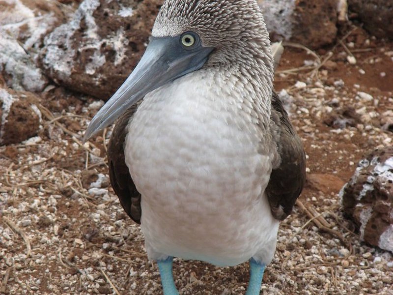 אפרוח סוסי כחול רבייה של הסולה הכחולה