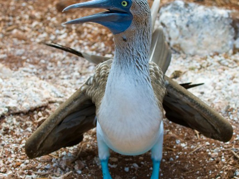אוכל לסולם הכחול ציפור יוצאת דופן, הסולה כחולת הרגליים