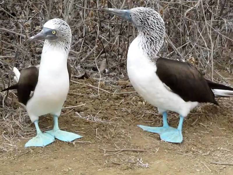 דיאטת הצוללת הכחולה אוכל של סולם כחול