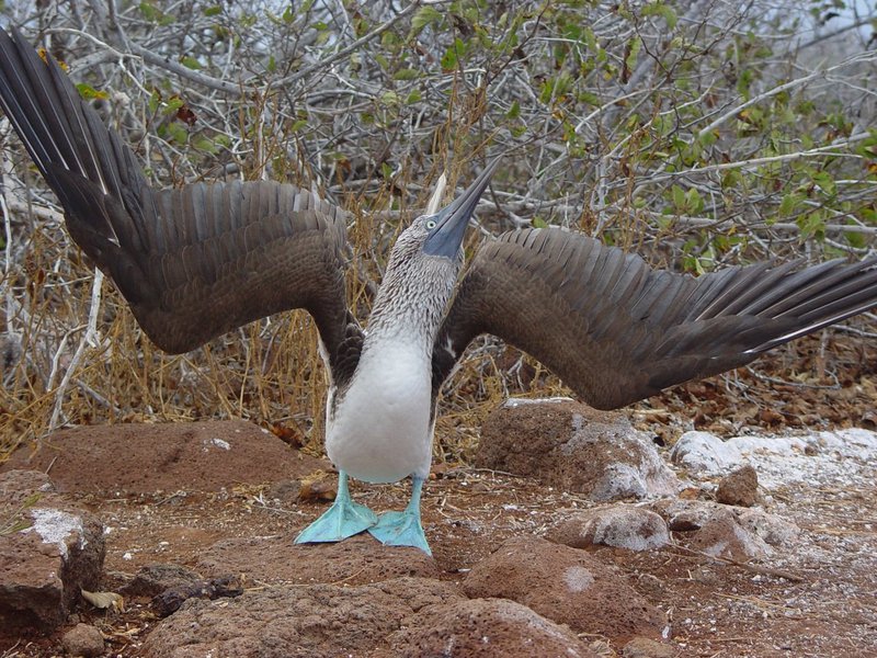 מה אוכל הסולו הכחול? מה אוכל הסולו הכחול?