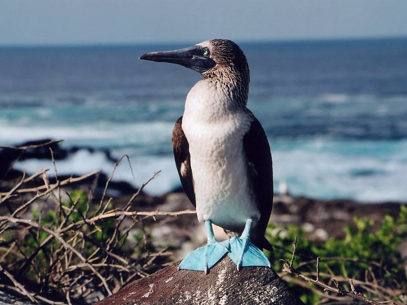 איך נראית ציפור סוניה כחולה? סולע כחול-רגל
