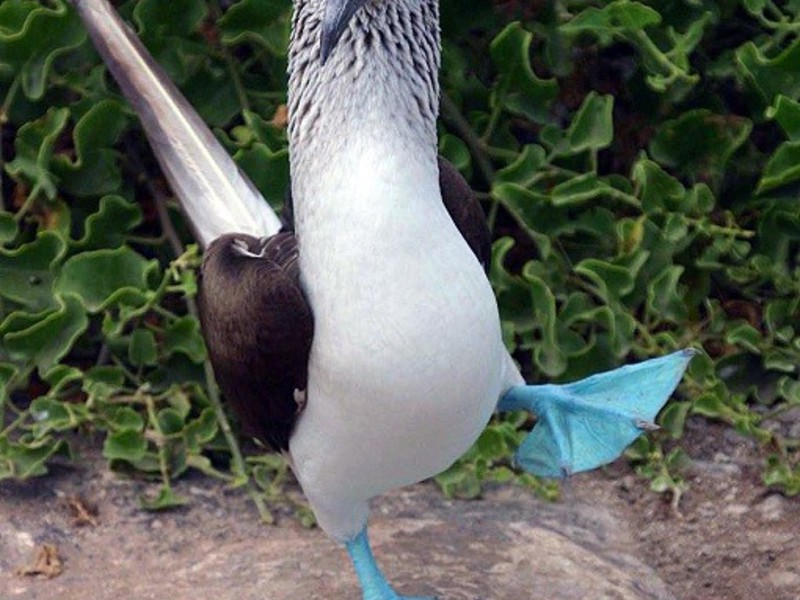 תיאור הסולם הכחול ציפור יוצאת דופן, הסולה כחולת הרגליים