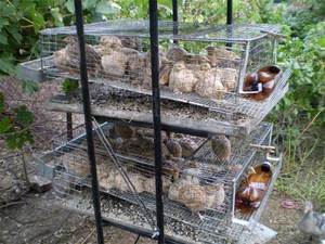 בחירת תרנגולות לרבייה