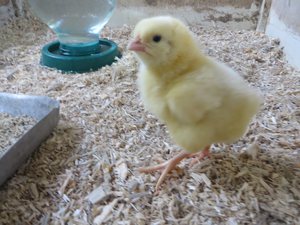 איך לגדל תרנגולות