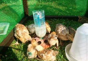 גידול תרנגולות בבית גידול וטיפול בתרנגולות בבית